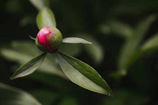 A close up of beautiful peony bud.