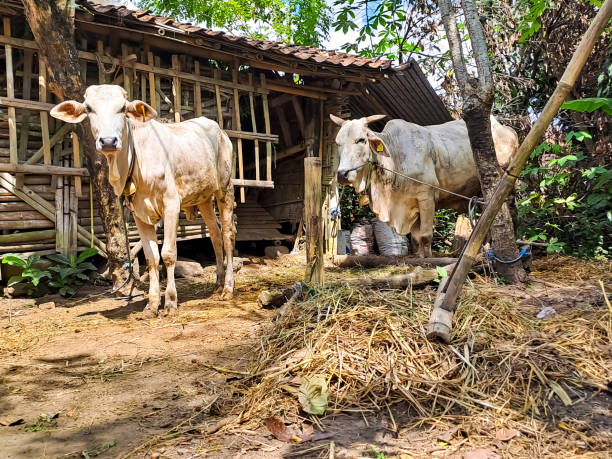 istock Cow near the cage 1491363166