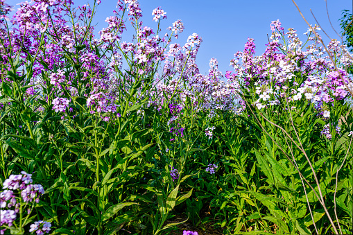 Wide angle view of a field of phlox