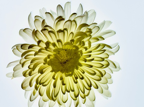 Close up photo of flower with large petals on white.