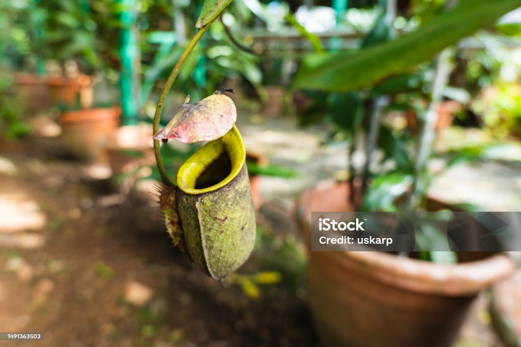 Pitcher plant, Nepenthes in its scientific name, in Kuching, Sarawak state, Malaysia Pitcher plant, Nepenthes in its scientific name, in Kuching, Sarawak state, Malaysia. Tropical carnivorous pitcher plant. Botany Stock Photo