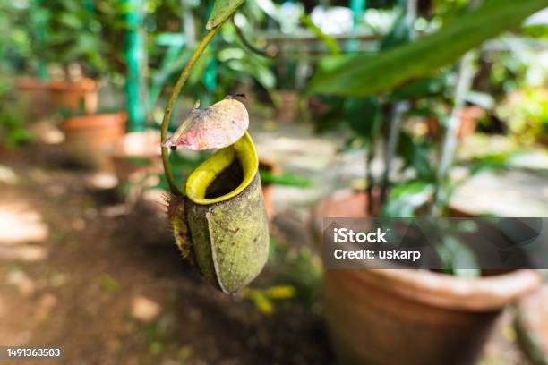 Pitcher Plant Nepenthes In Its Scientific Name In Kuching Sarawak State Malaysia Stock Photo - Download Image Now