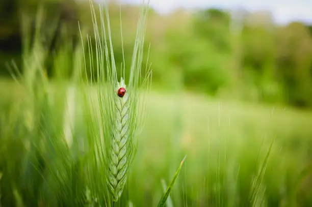 Photo of ladybug on a blade of wheat  in a green meadow.