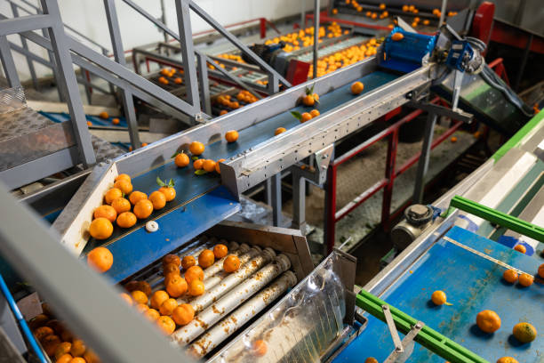istock Ripe tangerines on a conveyor belt in the sizing process. 1491364972