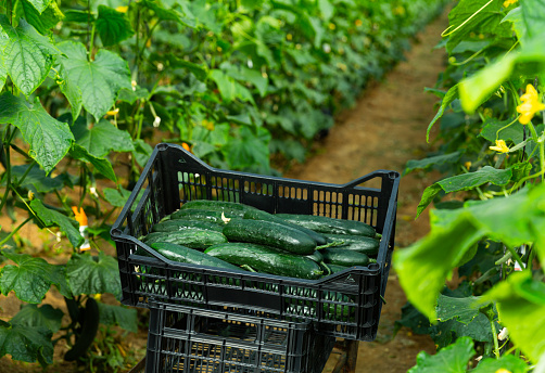 Plastic boxes with ripe cucumbers in greenhouse. Harvest time