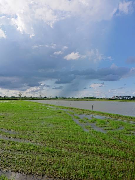 istock The natural phenomenon of rain in the rice fields 1491365119