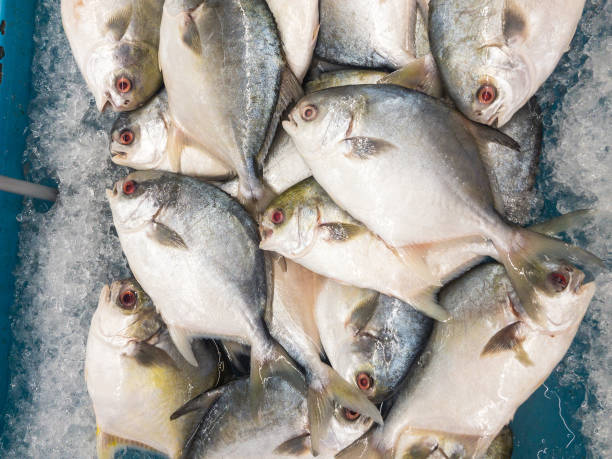 istock Golden pomfret fish on display in fish market 1491365150