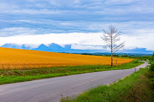 golden wheat field in summer in Hokkaido