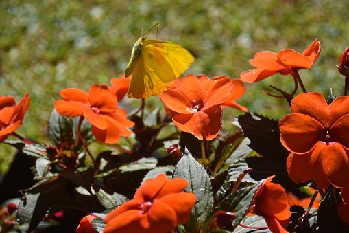Beautiful butterfly among impatiens flowers in nature, photo in Campo Alegre – Santa Catarina, Brazil.