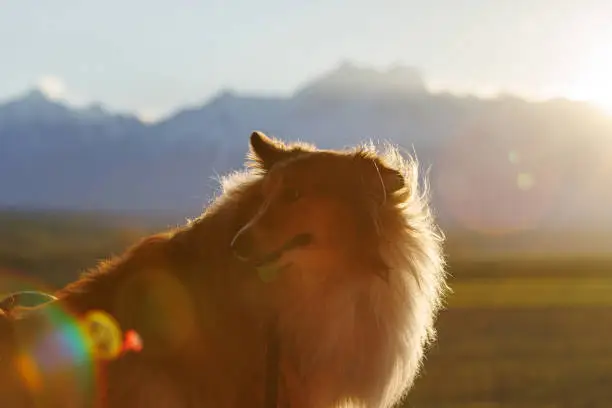 Photo of Fluffy shetland sheepdog portrait on the sunset mountains background.