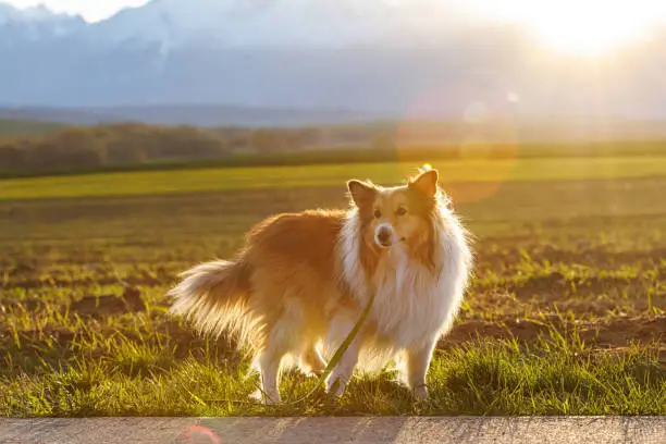 Photo of Fluffy shetland sheepdog on the snowy mountains background.