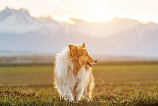 Fluffy shetland sheepdog on the snowy mountains background