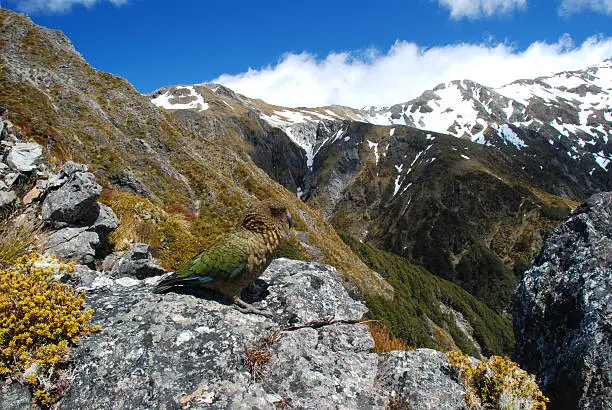 Kea is an alpine parrot, found in the South Island of New Zealand. Here, taken in Scott's Track, above Arthur's Pass National Park