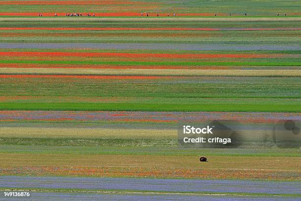 Paesaggio - Fotografie stock e altre immagini di Composizione orizzontale - Composizione orizzontale, Fiordaliso, Fiore