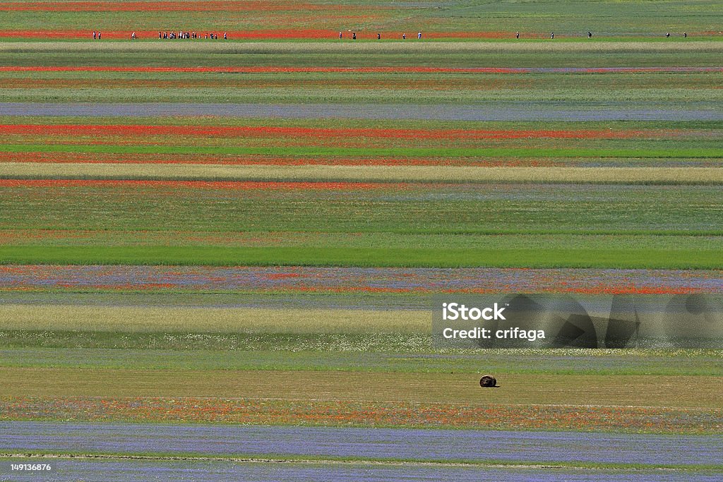 Paisagem - Royalty-free Centáurea Foto de stock