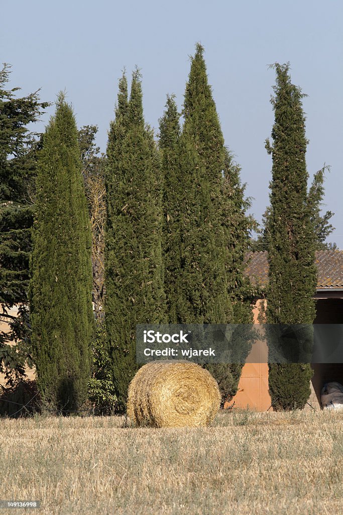 Golden Hay Bales auf einem Feld - Lizenzfrei Agrarbetrieb Stock-Foto