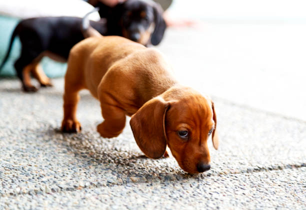 The Hound in the Dachshund stock photo