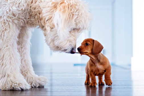 Miniature Dachshund makes a new friend in older Goldendoodle
