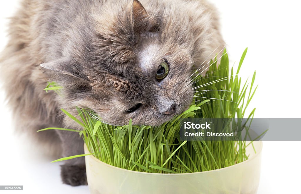 pet cat eating fresh grass A pet cat eating fresh grass, on a white background. Animal Stock Photo