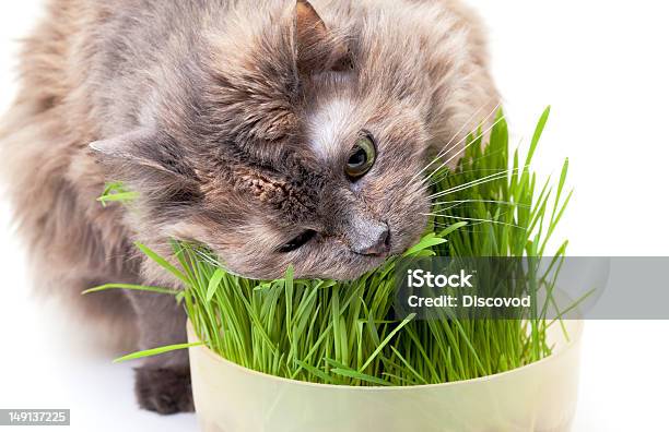 Pet Cat Eating Fresh Grass Stock Photo - Download Image Now - Animal, Animal Hair, Animal Mouth