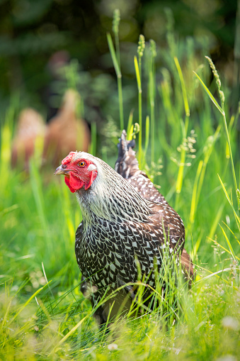 A black and white free range chicken in tall grass.