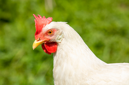 A close up of a white free-range chicken.