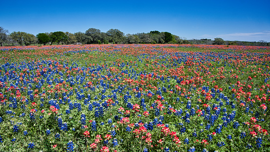 A field of Bluebonnets and Indian Paintbrush. Dewitt County, Texas