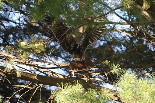 red tailed hawk in a pine tree Eastern MO