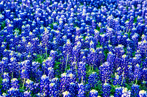 A field of Bluebonnets. Muleshoe Bend State Recreation Area, Texas