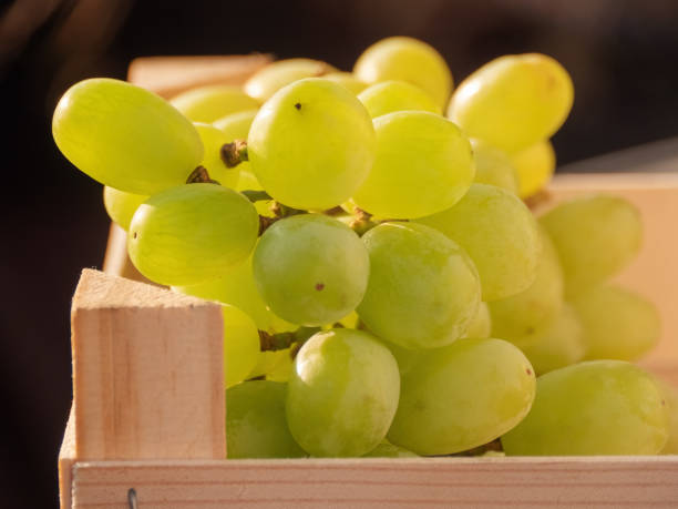 istock Sweet Fresh Table Grapes in a Wooden Crate 1491375661