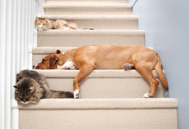 Cute cats and large dog enjoying companionship. Pets species cohabitation and togetherness. Calico cat, tabby cat and Harrier mix dog. Selective focus.