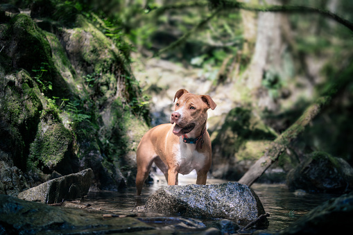 Puppy dog enjoying a cool down in creek or refreshment during nature walk. 8 month old, female Boxer Pitbull mix dog. Selective focus.