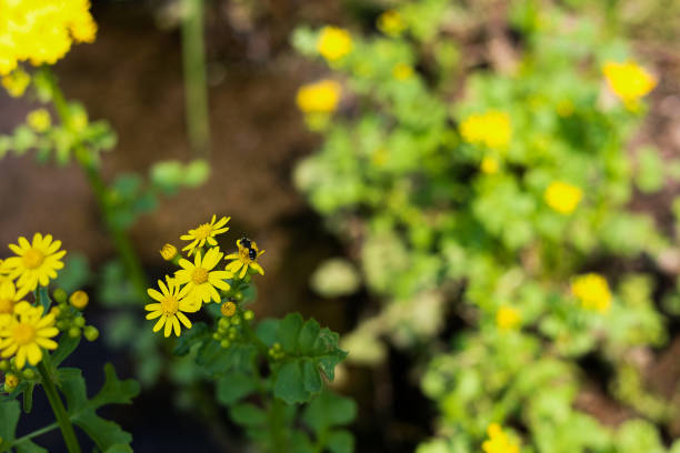 Macro photography of a spotted cucumber beetle on a dandelion flower, in a farm in the eastern Andean mountains of central Colombia, near the town of Villa de Leyva.