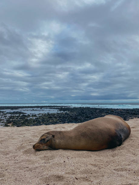 istock Galapagos Sea Lion 1491377059