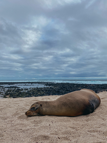 Galapagos sea lion sleeping on the beach