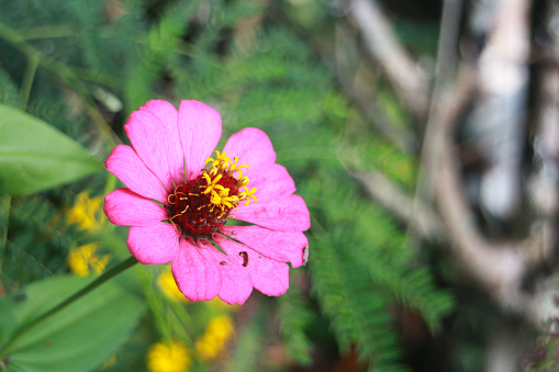 Pink Zinnias blooming on the trees in the garden.