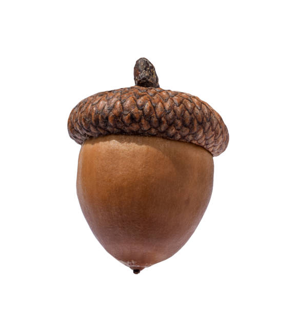 istock Brown acorn oak nut isolated cutout 1491382779