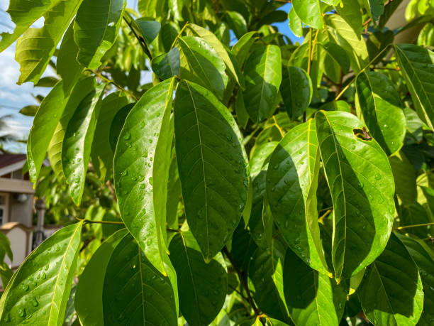 leaves - 6646 imagens e fotografias de stock