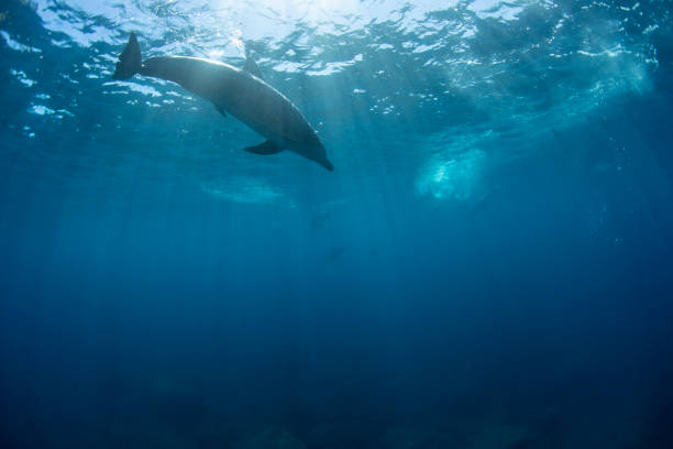 istock Wild dolphins swimming in the sun 1491385517
