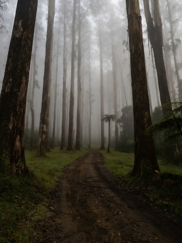 Tall Mountain Ash and tree fern in the fog on the Black Spur Victoria
