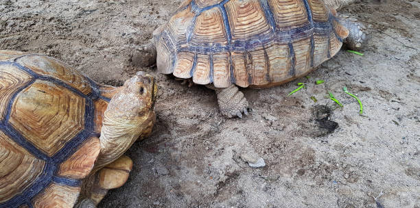 istock Close up big or huge turtles. 1491387595