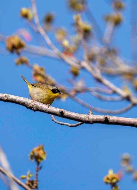 istock Male Common Yellowthroat #3 1491387970