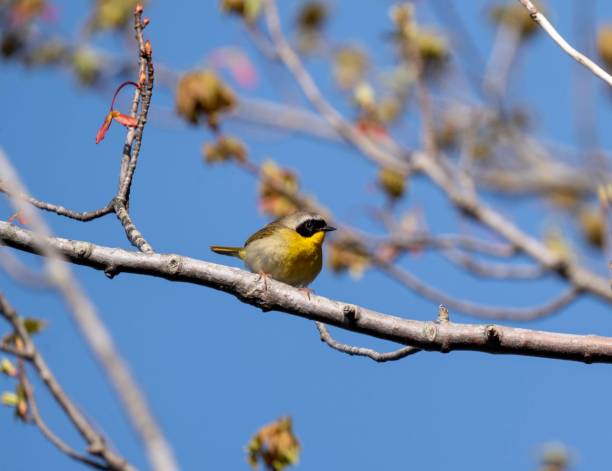 istock Male Common Yellowthroat #2 1491387977