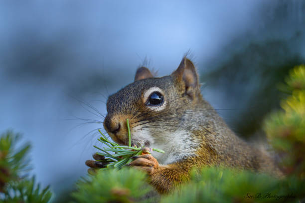esquilo-vermelho - alberta canada animal autumn - fotografias e filmes do acervo