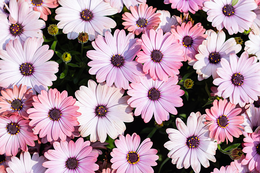 African daisies in full bloom. dimorphotheca