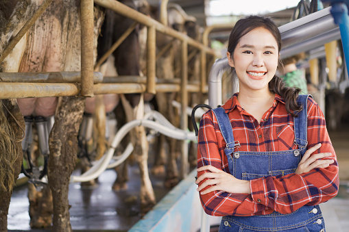 Professional Asian female animal husbandry working in dairy milk farm. Portrait of Asian female livestock farm worker standing in the dairy or milk cow farmhouse.