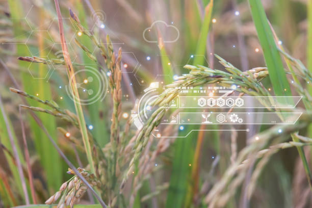 istock Smart Farm, Nature of rice field on rice paddy 1491397447