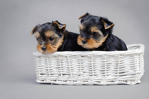 istock Yorkshire terrier Dog puppies portrait 149139848