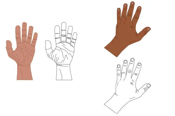 Vector illustration of Human body parts vector. Palm of Hand and Back of Hand