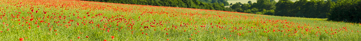 Large and detailed panoramic vista across field of healthy green canola crop grown for conversion environmentally friendly biofuel with vibrant red wild poppies growing inbetween. Shallow depth of field. ProPhoto RGB profile for maximum color fidelity and gamut.
